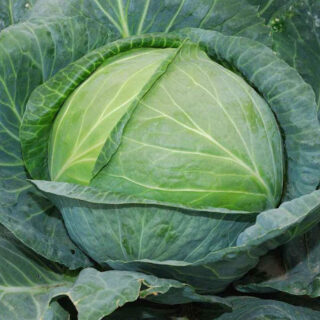 Fresh Cabbage