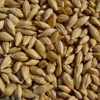 Barley Grain